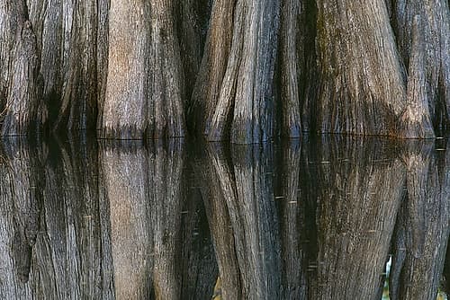 Pattern of cypress trees reflecting on blackwater area of St Johns River-central Florida Coastal Print